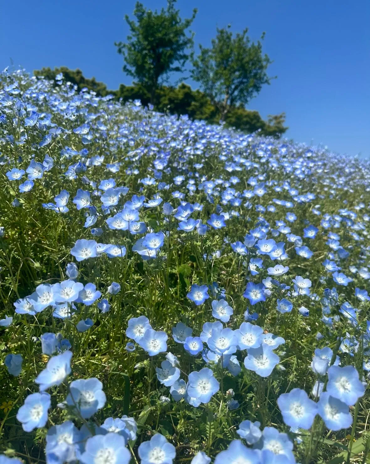 こんにちは(^^)訪問看護ステーションゆうなぎです🌼