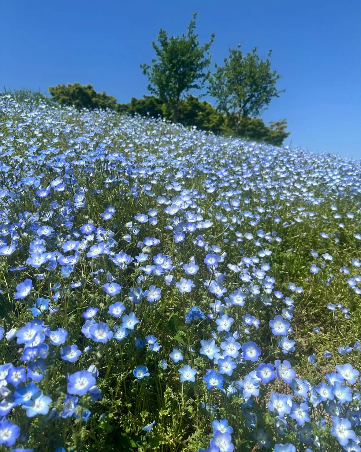 こんにちは(^^)訪問看護ステーションゆうなぎです🌼